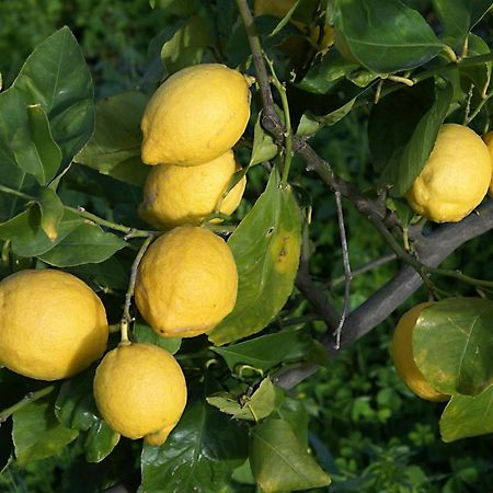 Il Limoneto Acireale Βίλα Εξωτερικό φωτογραφία